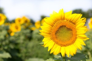 Lécithine de Tournesol Bio ou Conventionnelle Sans OGM.